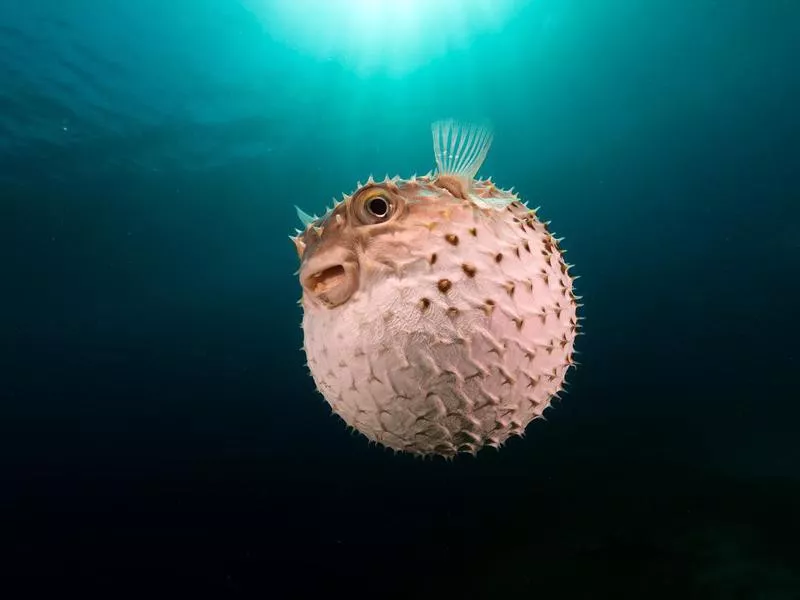 Porcupinefish