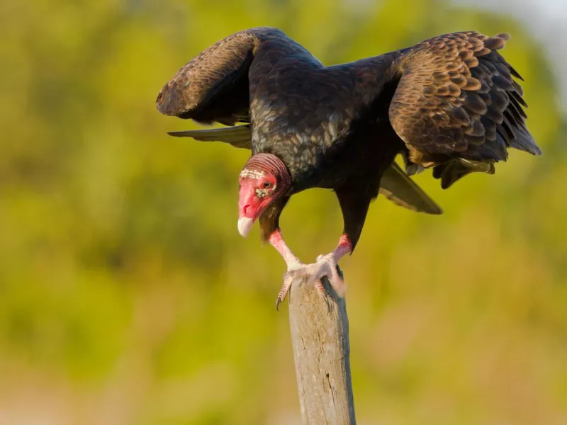 Turkey Vulture