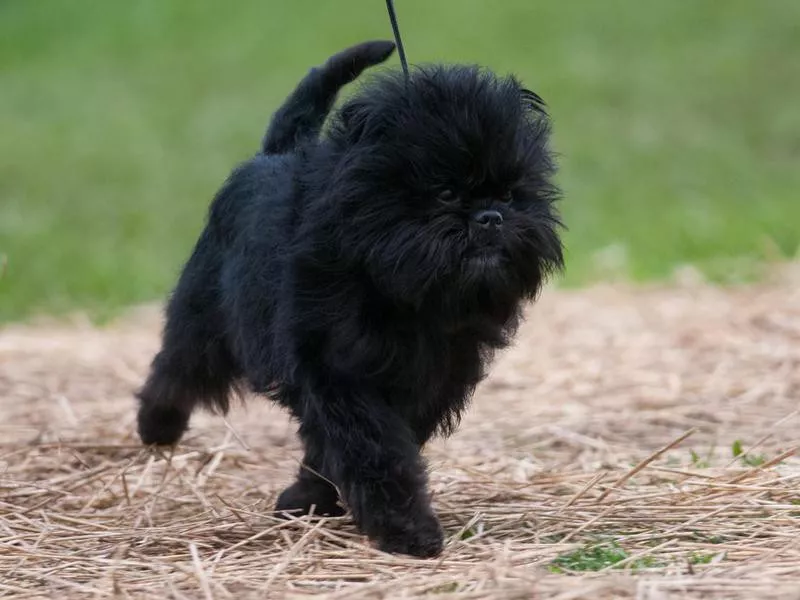 A black, shaggy Affenpinscher