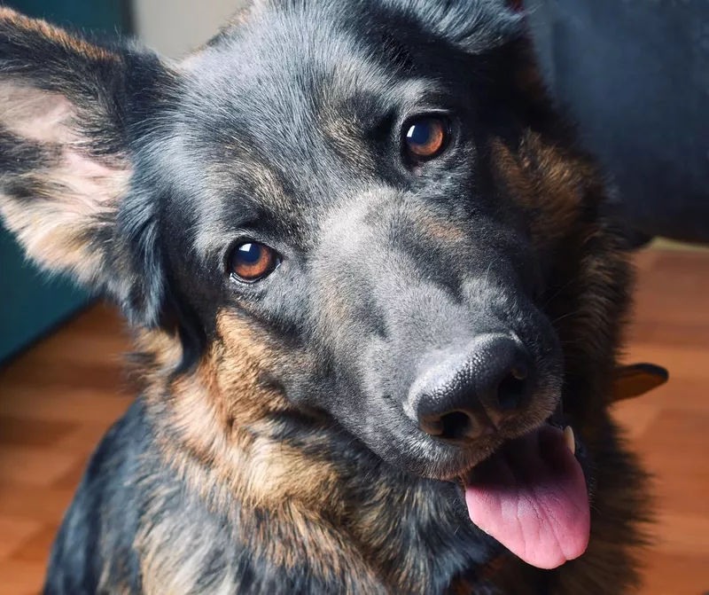 Portrait of German Shepherd Tilting its Head