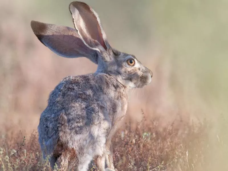 Black Tailed Jackrabbit