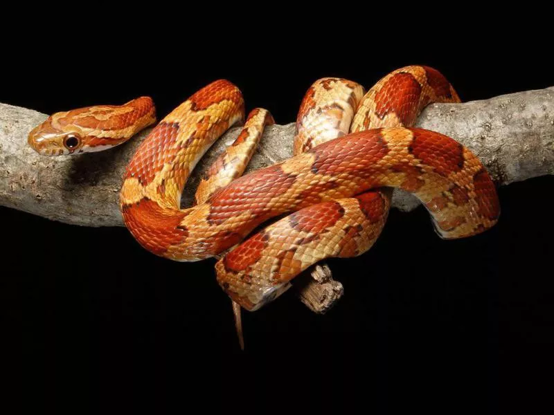 Corn Snake