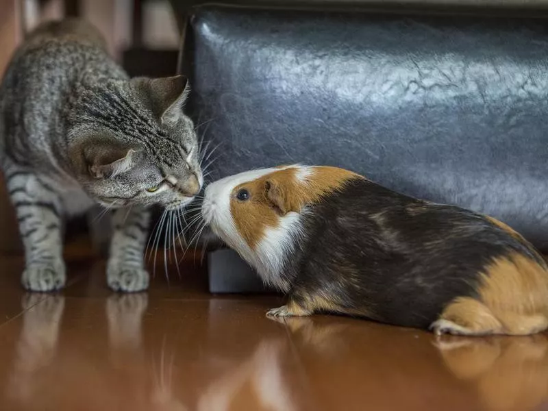 Kitten and guinea pig