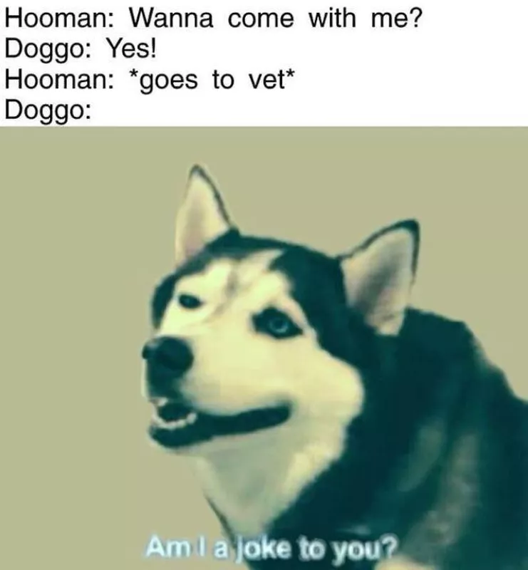 Am I a joke to you dog meme