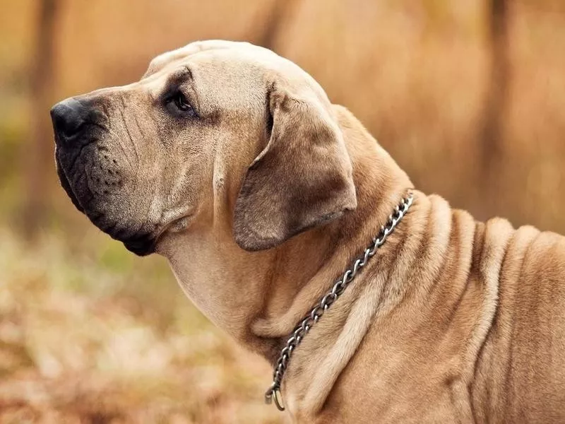 Fila Brasileiro