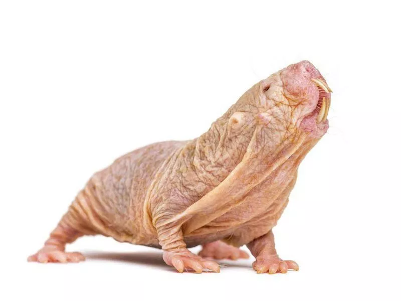 Naked Mole-Rat