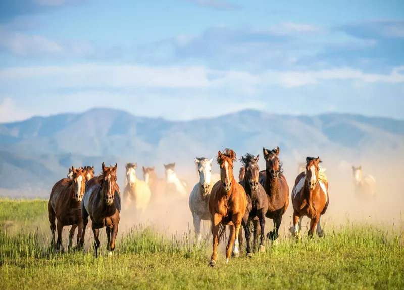 Wild horses galloping in the wilderness