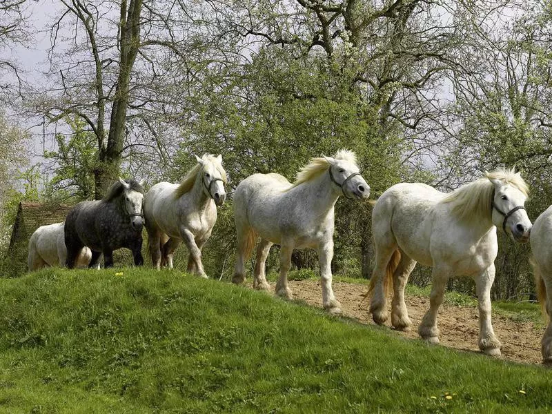 Percheron