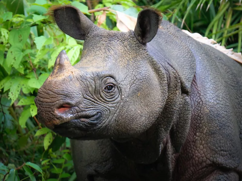 Javan rhino