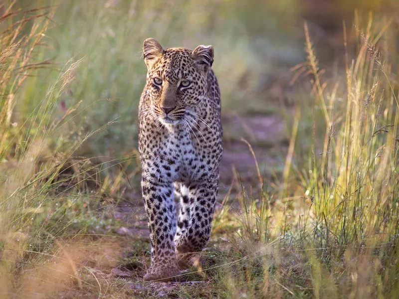 African Leopard