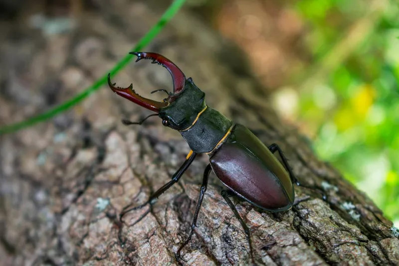 Stag beetle.