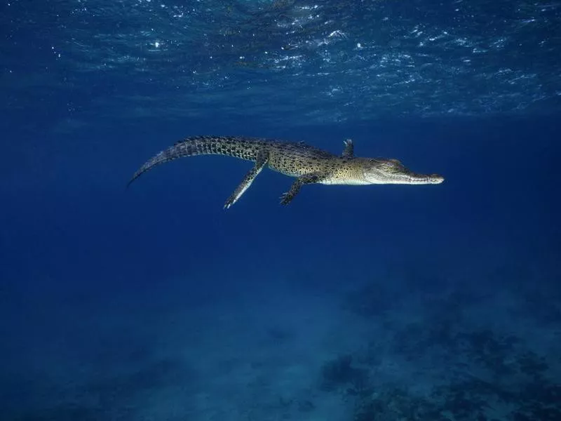 Saltwater crocodile in sea