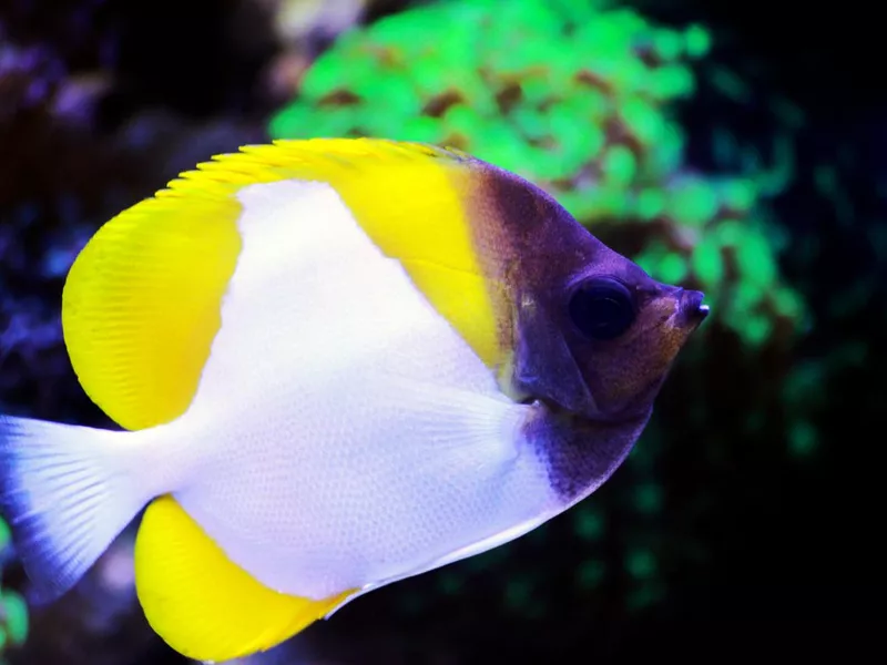 Yellow Pyramid Angelfish