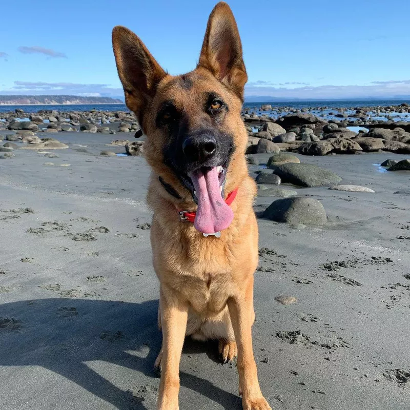 German Shepard at the Beach