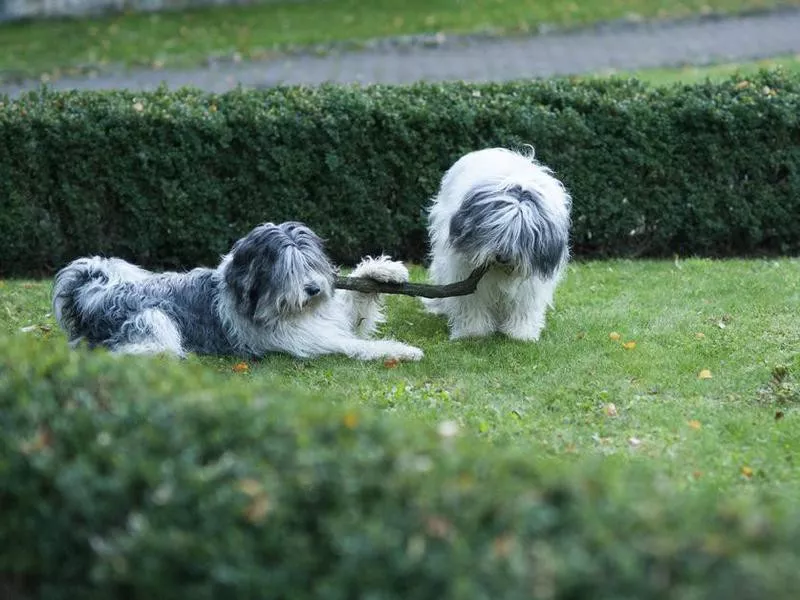 Polish Lowland Sheepdog