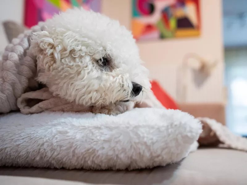 Portrait of beautiful male Bichon Frise dog