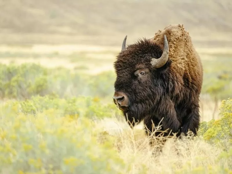 bison