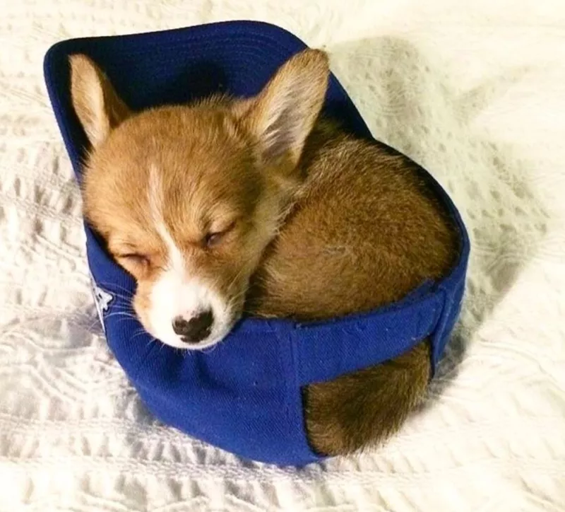 Sleeping puppy corgi