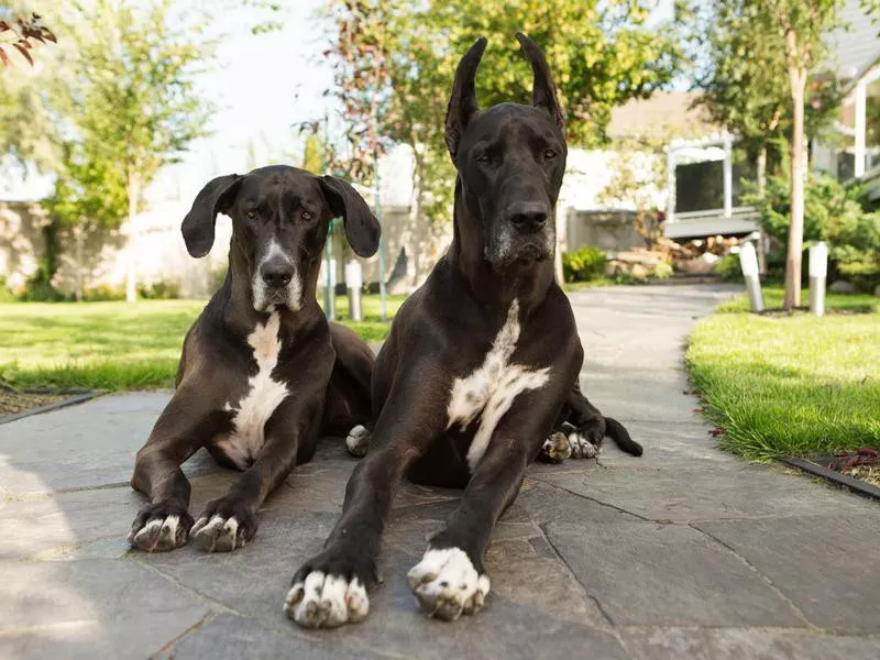 Great Dane