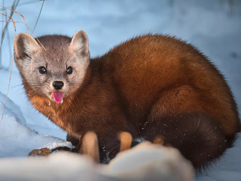 Pine Marten Sticking Tongue Out