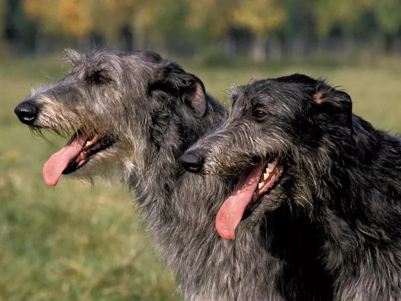 Scottish deerhound