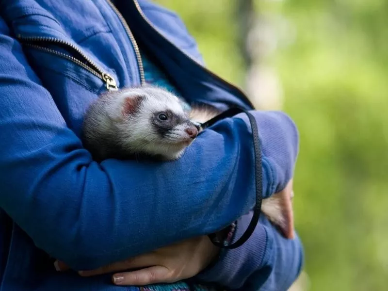 Person holding ferret