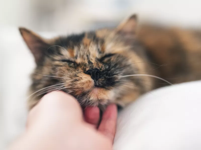 A hand petting a tortoiseshell cat