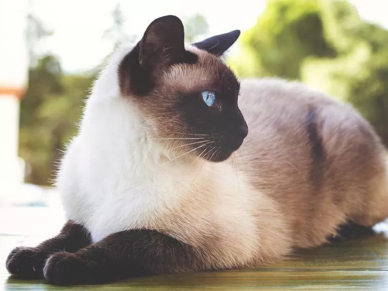 Siamese