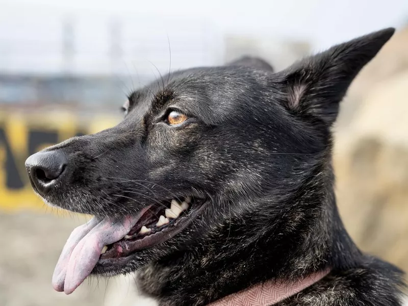 Formosan Mountain Dog