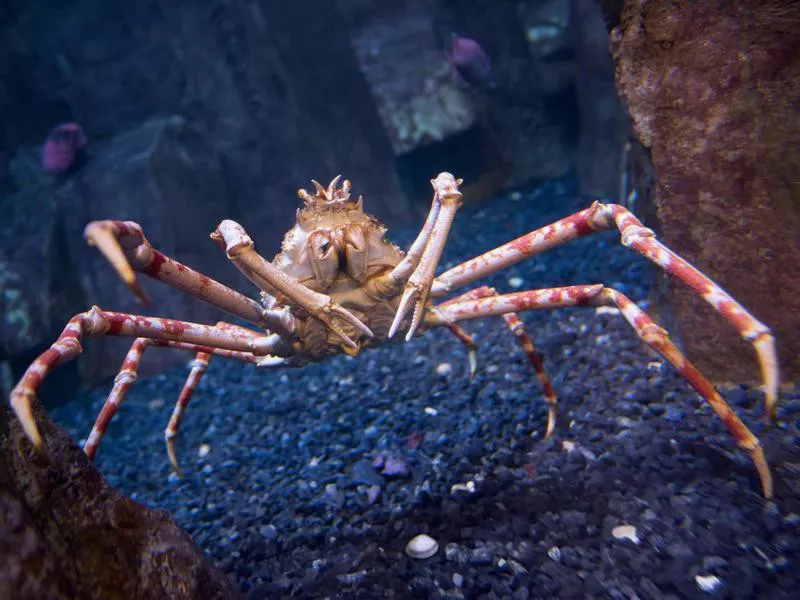 Japanese Spider Crab