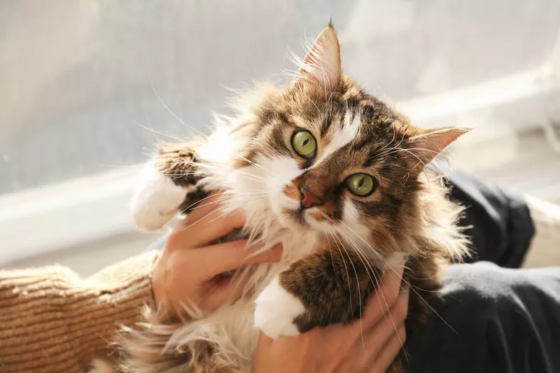 Beautiful and fluffy tri-colored tabby cat