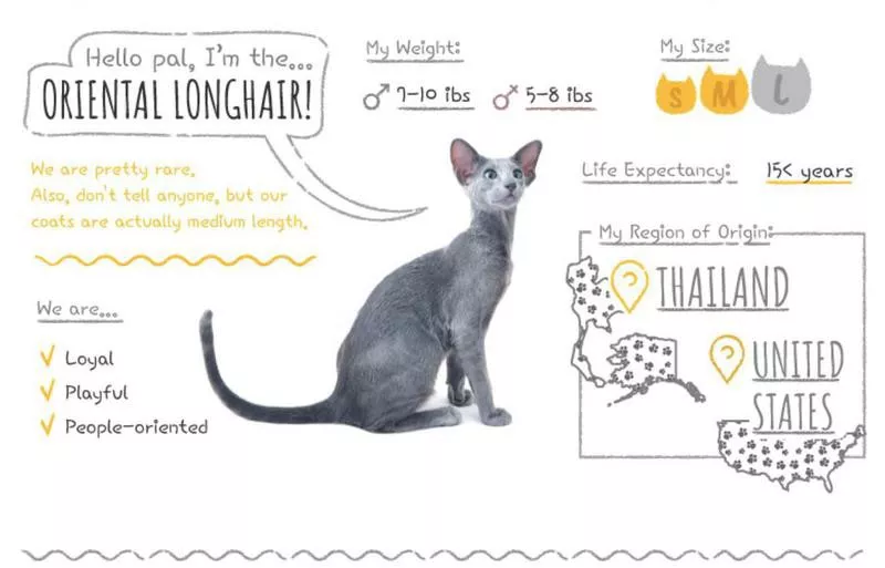 Oriental Longhair stats