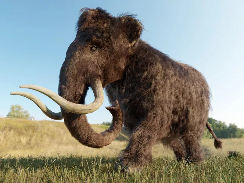 Woolly Mammoth Walking in a Grassy Field