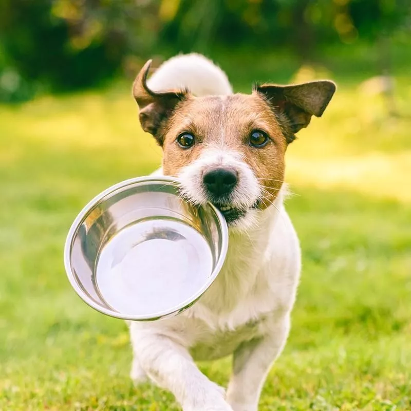 Russell Terrier