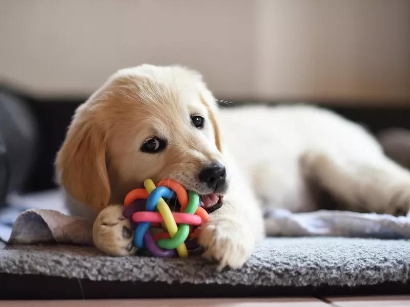 Golden retriever dog puppy playing with toy