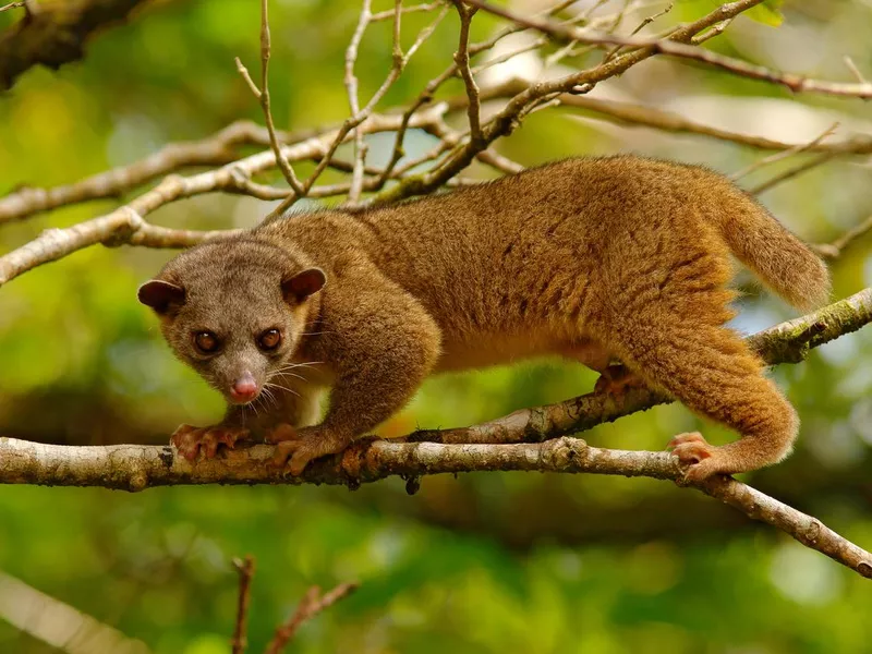 Kinkajou