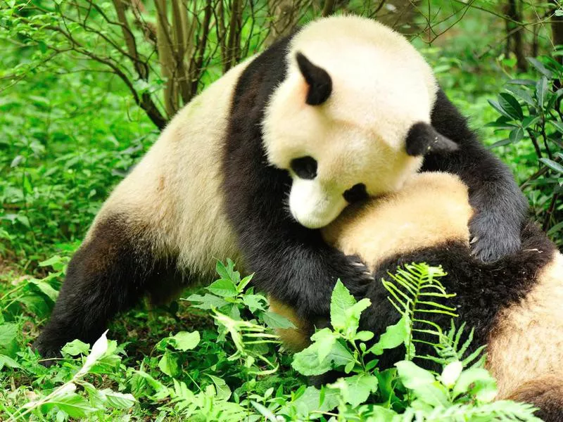 Do panda bears fight