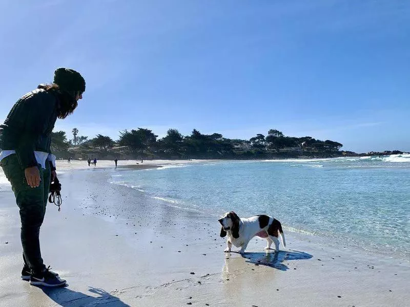 A basset hound in the water at Carmel Beach