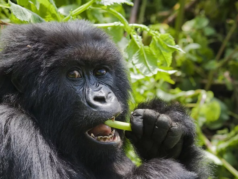 Gorilla Feeding