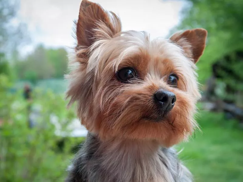 Yorkshire terrier