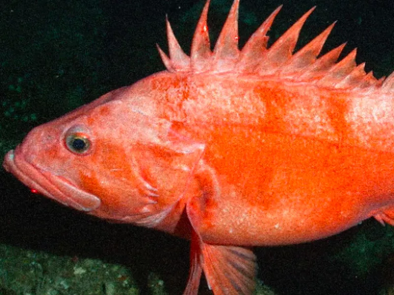 Rougheye Rockfish