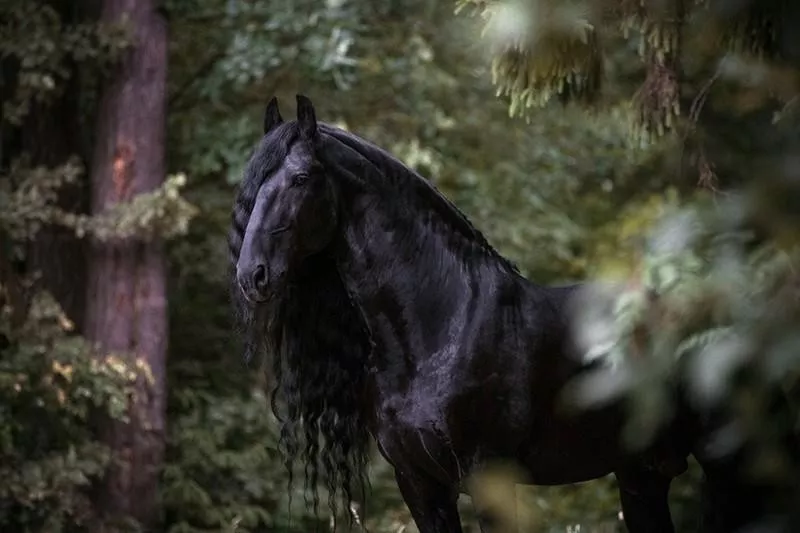 Friesian Horse