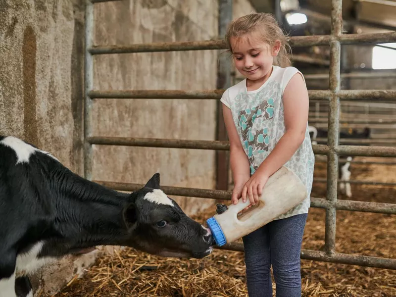 Feeding Baby Cow