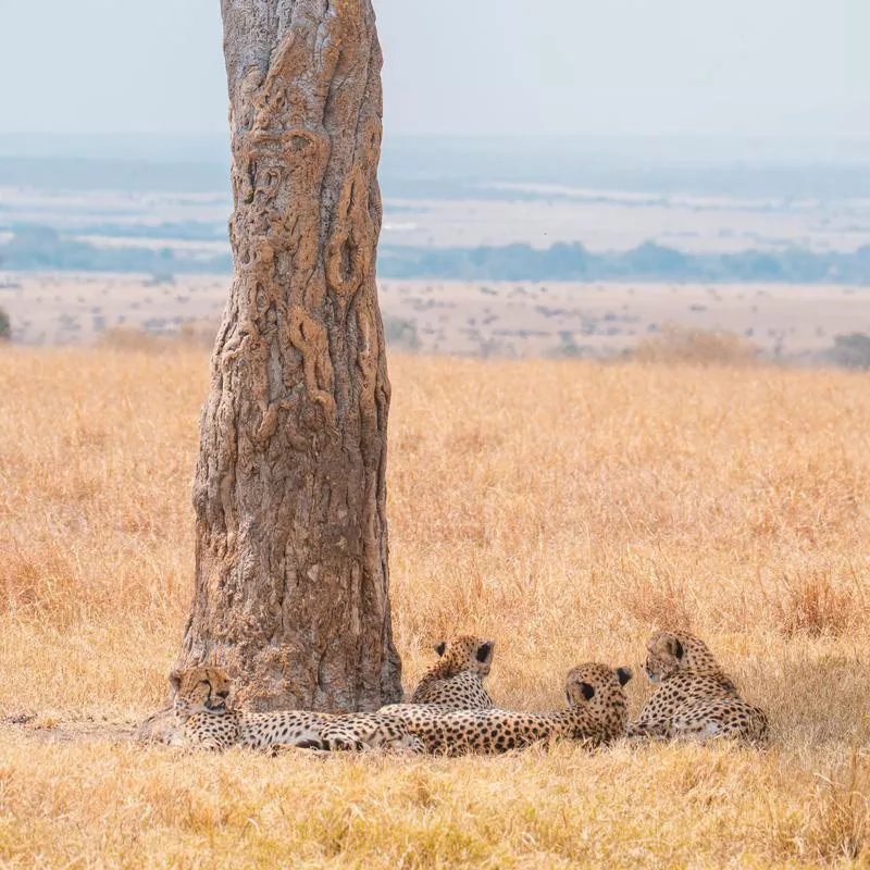 Leopards Getting Some Shade