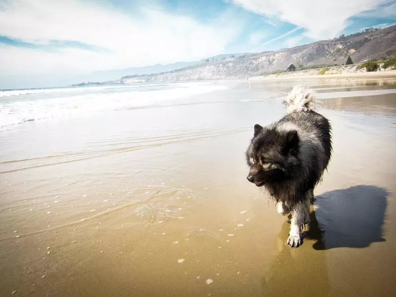 keeshond