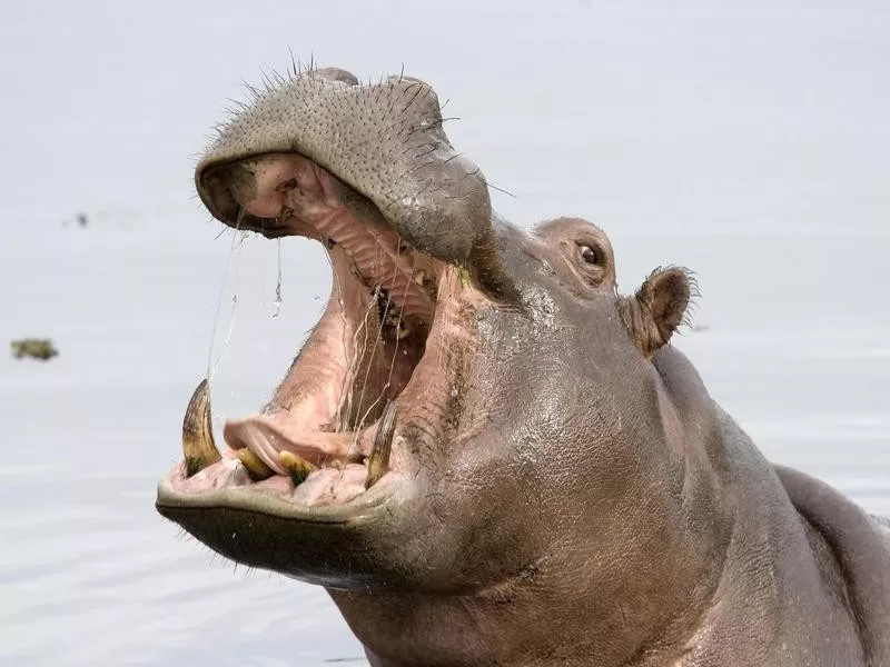 Hippopotamus