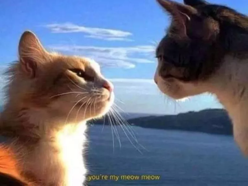 Two cats staring at each other