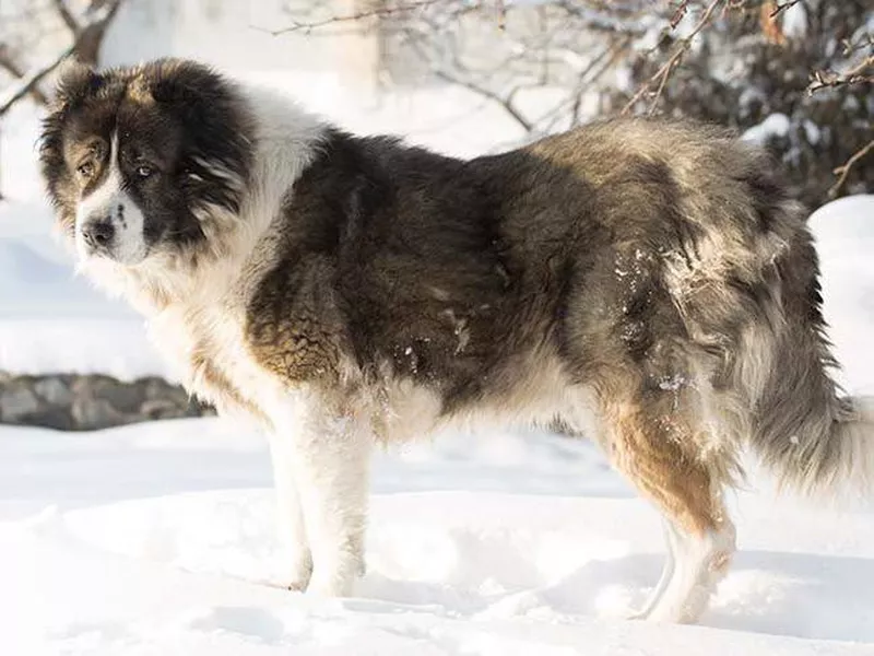 Caucasian Shepherd Overview