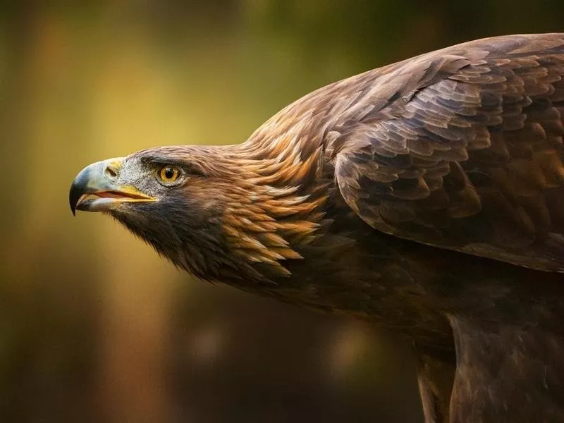 golden eagle