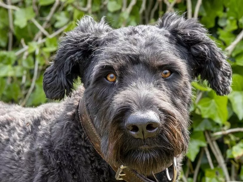 Bouvier des Flandres